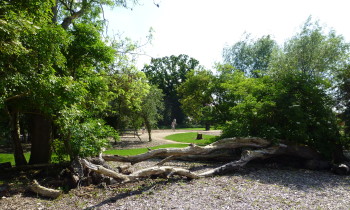 Natural play space with tree logs