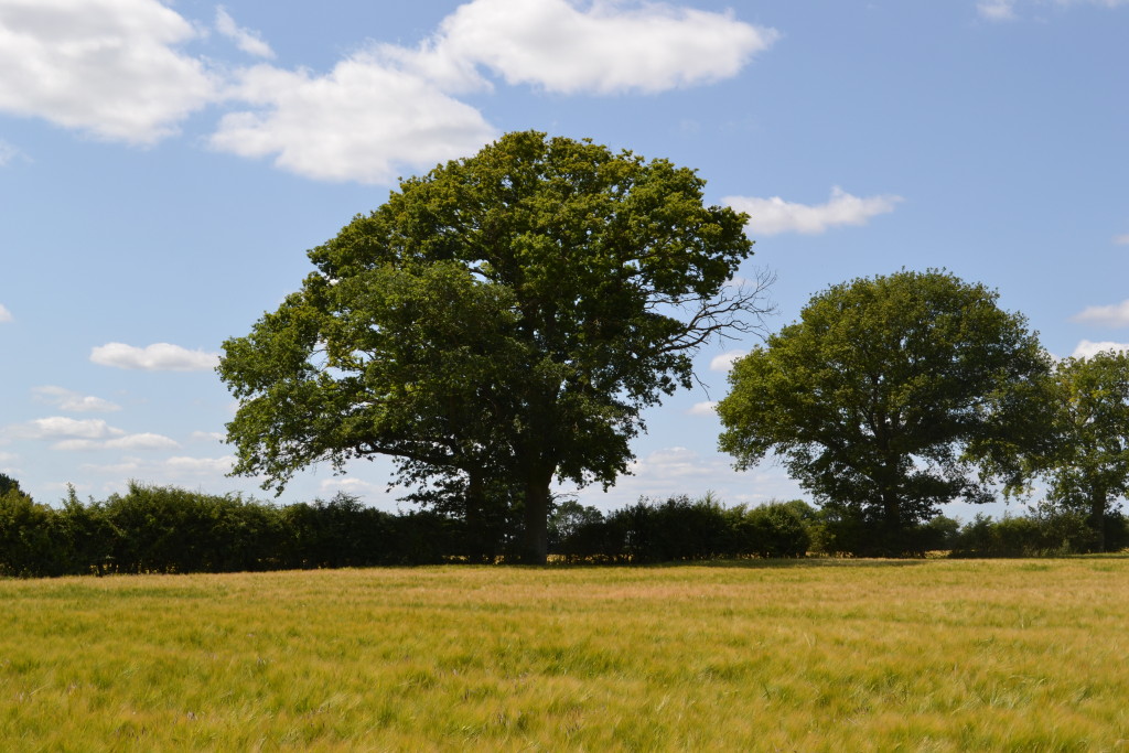 Allen Pyke Associates Ben a Tree Warden Allen Pyke Associates